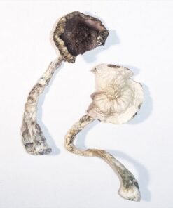 Buy Albino Mushrooms in Turkey