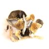 Buy Golden Teacher Mushrooms in Europe