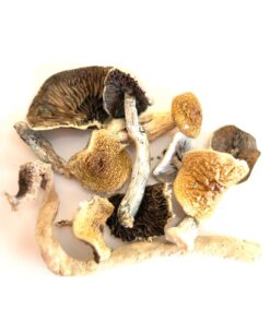 Buy Golden Teacher Mushrooms in Europe