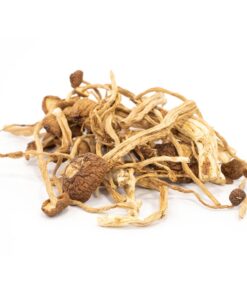 Buy Psilocybin Mexicana in Europe