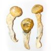 Penis Envy Mushrooms for Sale in Europe