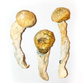 Penis Envy Mushrooms for Sale in Europe