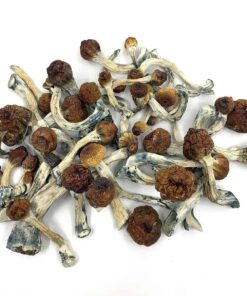 Buy Penis Envy Mushroom in Helsinki