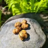 Magic Truffles Pajaritos