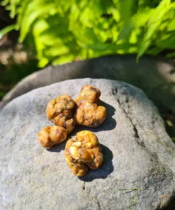 Magic Truffles Pajaritos
