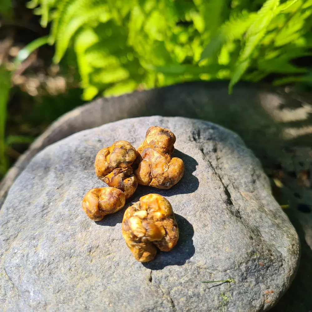 Magic Truffles Pajaritos